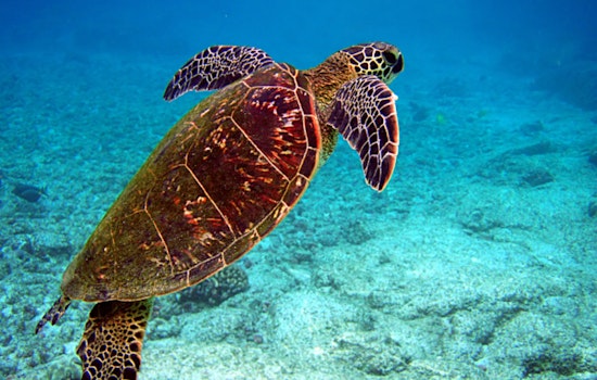 Sea Turtle Inc. to Celebrate the Release of Rehabilitated Atlantic Green Sea Turtles Near South Padre Island