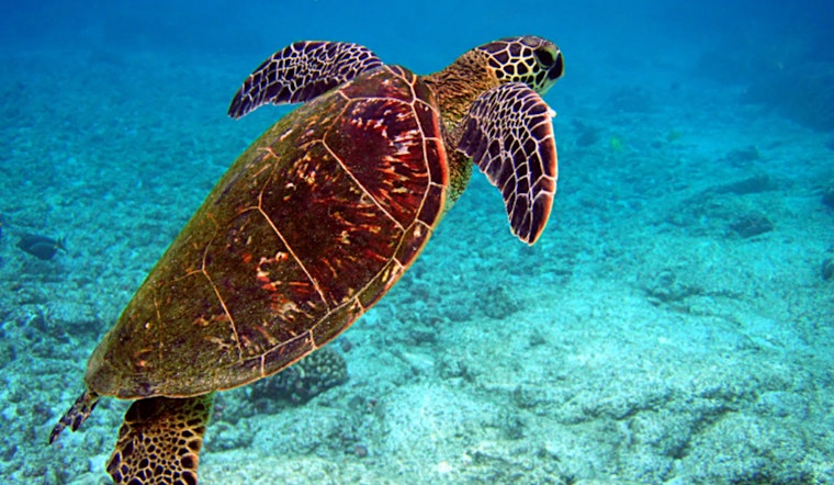 Sea Turtle Inc. to Celebrate the Release of Rehabilitated Atlantic Green Sea Turtles Near South Padre Island