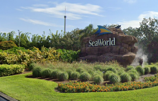 SeaWorld Orlando Joins Multi-State Rescue Effort to Rehabilitate 12 Endangered Kemp's Ridley Sea Turtles
