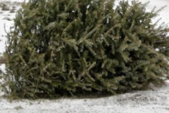 Speedway Announces Holiday Waste Collection Schedule and Christmas Tree Pickup Details