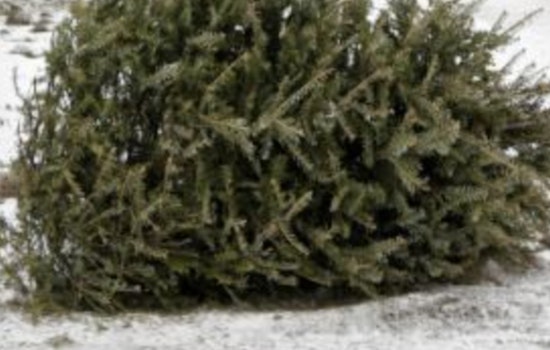 Speedway Announces Holiday Waste Collection Schedule and Christmas Tree Pickup Details