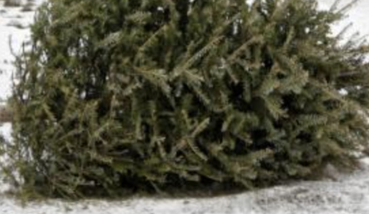 Speedway Announces Holiday Waste Collection Schedule and Christmas Tree Pickup Details