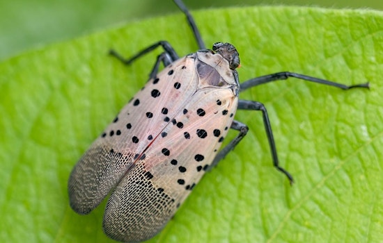 Spotted Lanternfly Numbers May Dip in NYC, But Threat Remains Amid Longer Lifespans