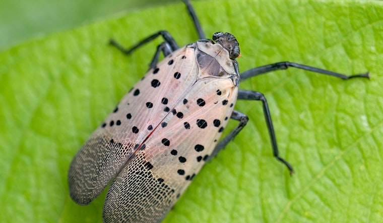 Spotted Lanternfly Numbers May Dip in NYC, But Threat Remains Amid Longer Lifespans