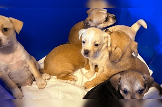Springfield Man Charged with Animal Cruelty After Six Puppies Found Abandoned in Box