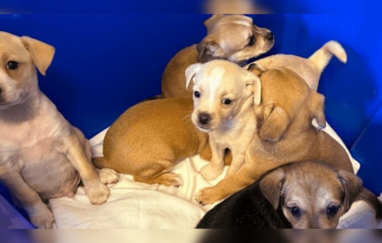 Springfield Man Charged with Animal Cruelty After Six Puppies Found Abandoned in Box
