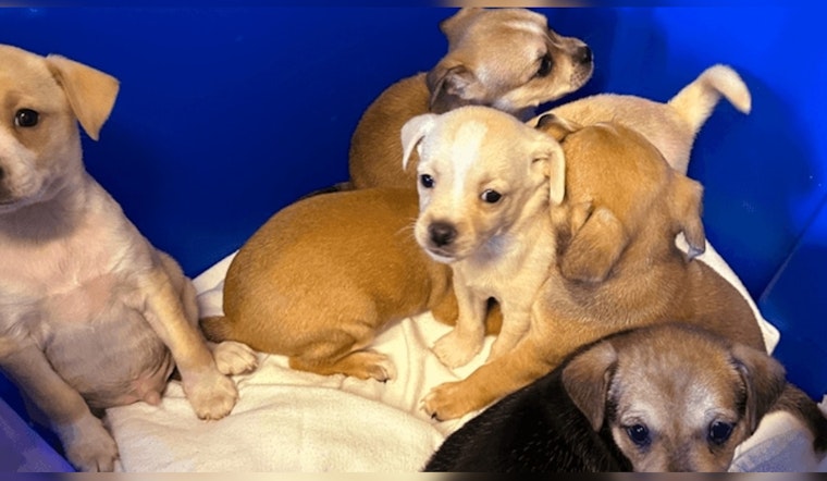 Springfield Man Charged with Animal Cruelty After Six Puppies Found Abandoned in Box
