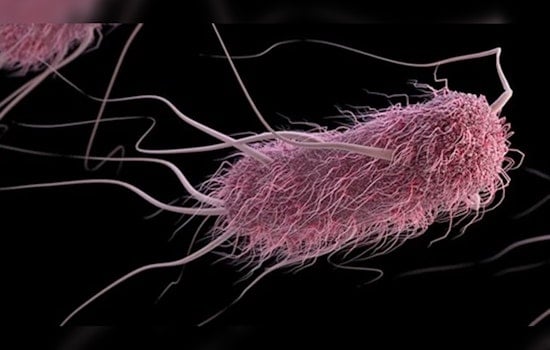 St. Louis Caterer Linked to Multistate E. coli Outbreak as Health Department Nears Investigation Completion