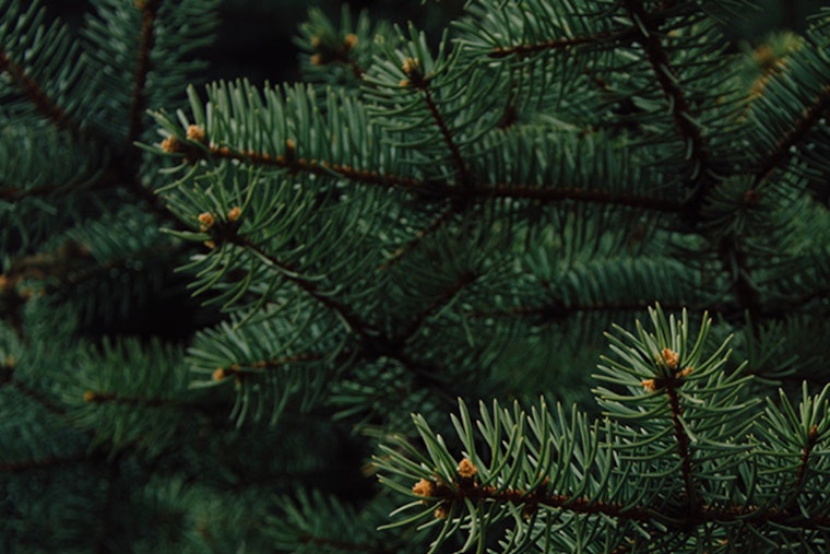 St. Louis Encourages Post-Holiday Recycling as Christmas Trees are Repurposed for Mulch and Fish Habitats