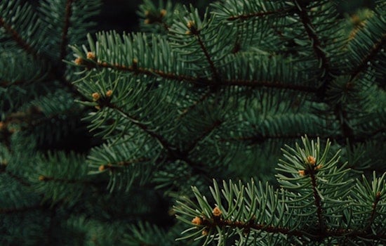 St. Louis Encourages Post-Holiday Recycling as Christmas Trees are Repurposed for Mulch and Fish Habitats