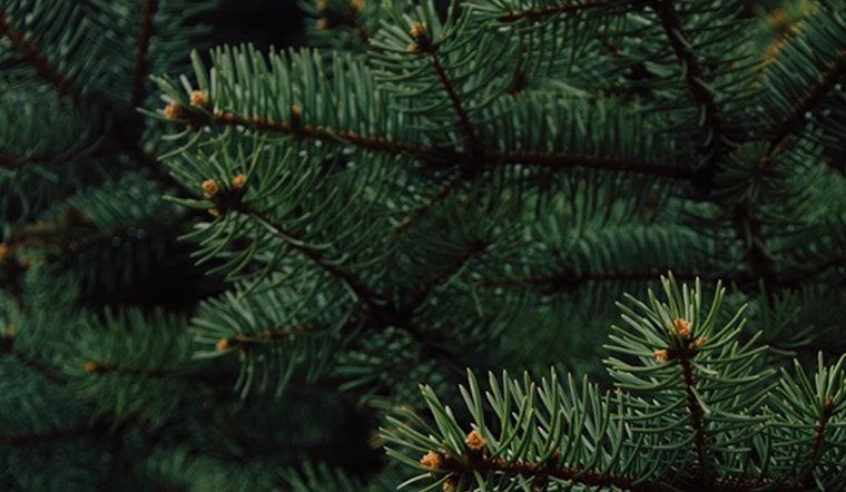 St. Louis Encourages Post-Holiday Recycling as Christmas Trees are Repurposed for Mulch and Fish Habitats
