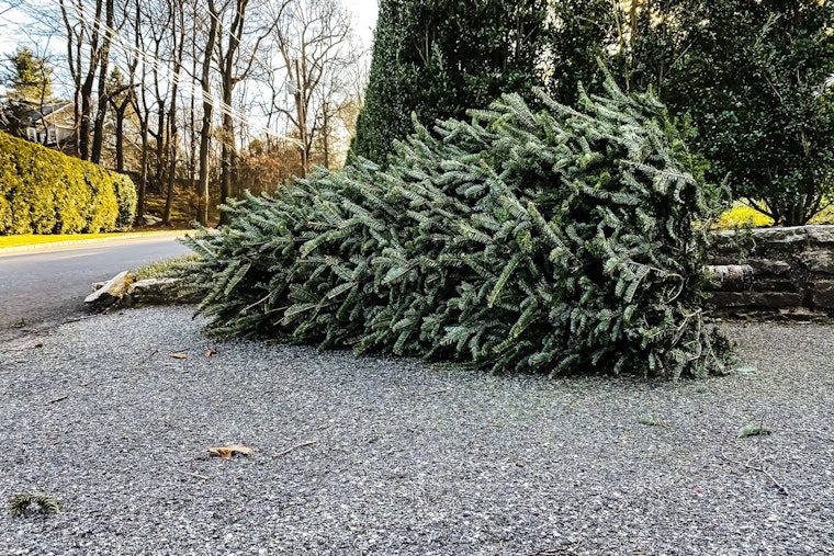 St. Louis Park Offers Free Christmas Tree Collection