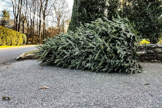 St. Louis Park Offers Free Christmas Tree Collection