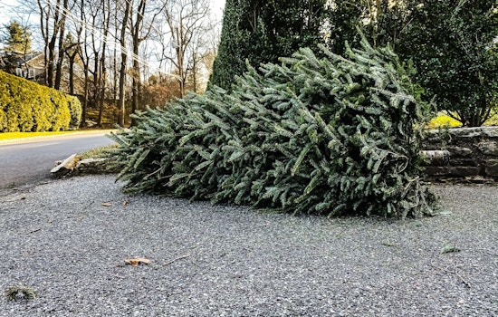 St. Louis Park Offers Free Christmas Tree Collection