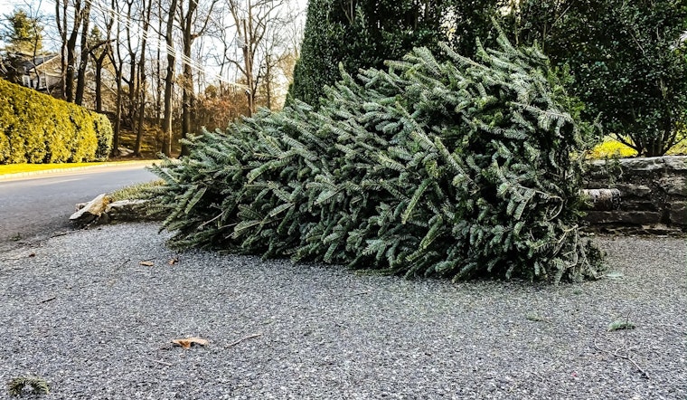 St. Louis Park Offers Free Christmas Tree Collection