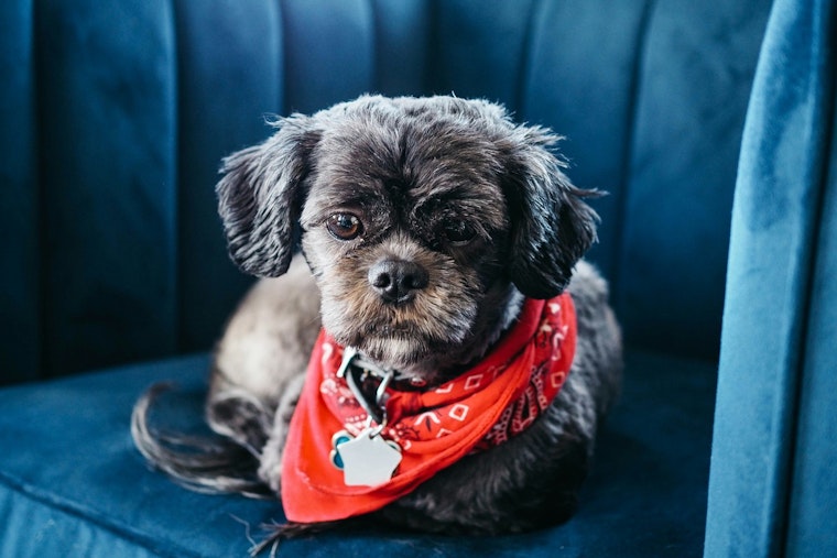St. Peters Animal Control Issues Cold Weather Pet Safety Alert, Offers Resources for Owners