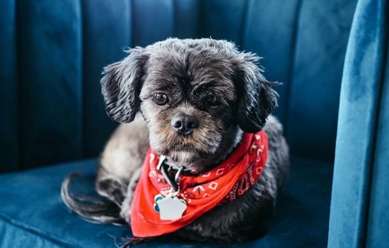 St. Peters Animal Control Issues Cold Weather Pet Safety Alert, Offers Resources for Owners