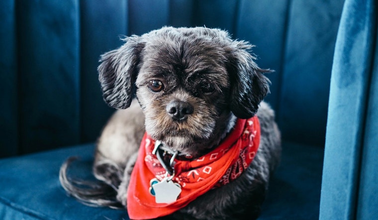 St. Peters Animal Control Issues Cold Weather Pet Safety Alert, Offers Resources for Owners