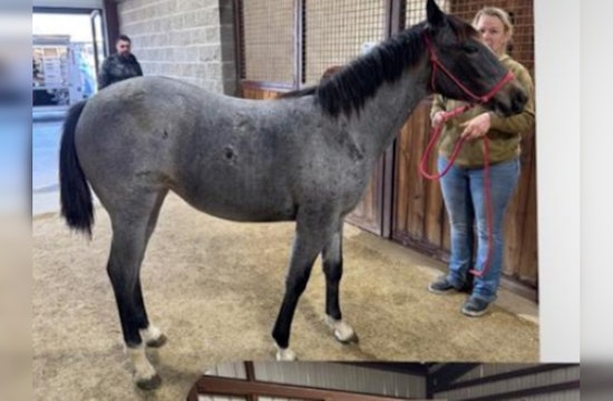 Stolen Horses Recovered in Oklahoma City, Teenager Charged with Larceny