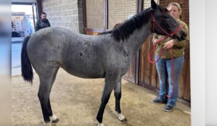 Stolen Horses Recovered in Oklahoma City, Teenager Charged with Larceny