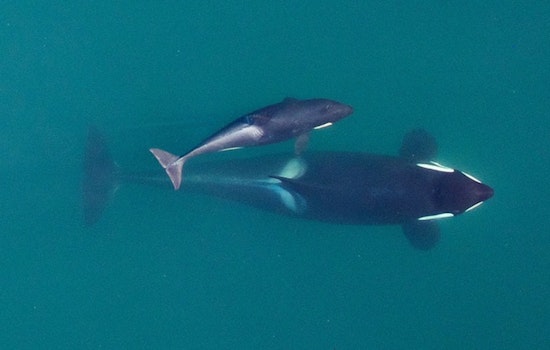 Tahlequah the Orca Celebrates New Birth in Puget Sound As Species Faces Survival Challenge