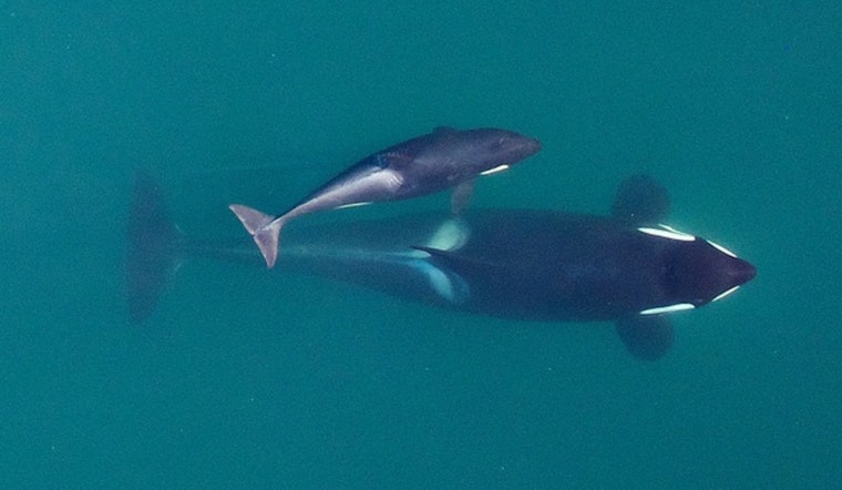 Tahlequah the Orca Celebrates New Birth in Puget Sound As Species Faces Survival Challenge