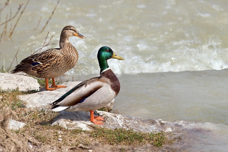 Texas and Louisiana on Alert as Bird Flu Cases Surface, Health Officials Urge Precautionary Measures