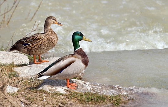 Texas and Louisiana on Alert as Bird Flu Cases Surface, Health Officials Urge Precautionary Measures