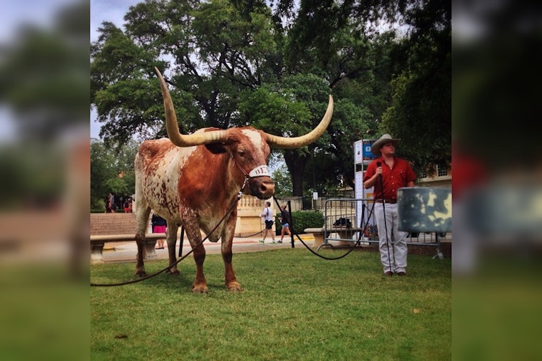 Texas Longhorns Mascot to Miss Peach Bowl Appearance at Mercedes-Benz Stadium