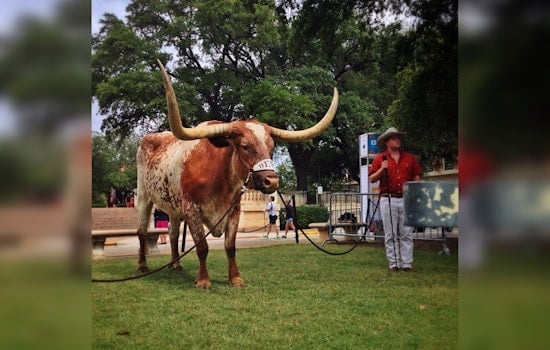 Texas Longhorns Mascot to Miss Peach Bowl Appearance at Mercedes-Benz Stadium