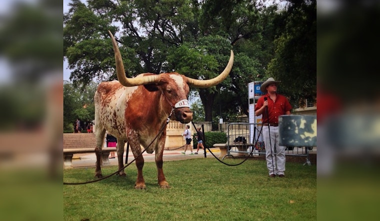 Texas Longhorns Mascot to Miss Peach Bowl Appearance at Mercedes-Benz Stadium