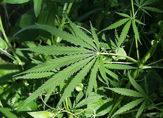 Texas Navigates Legal Quirks of THC Products as Hemp Loopholes Persist
