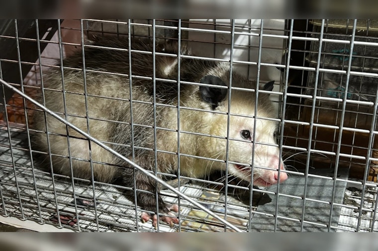 Third Opossum Incident This Year Startles Honolulu's Iwilei Neighborhood