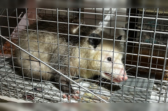 Third Opossum Incident This Year Startles Honolulu's Iwilei Neighborhood