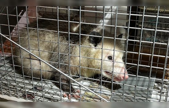 Third Opossum Incident This Year Startles Honolulu's Iwilei Neighborhood