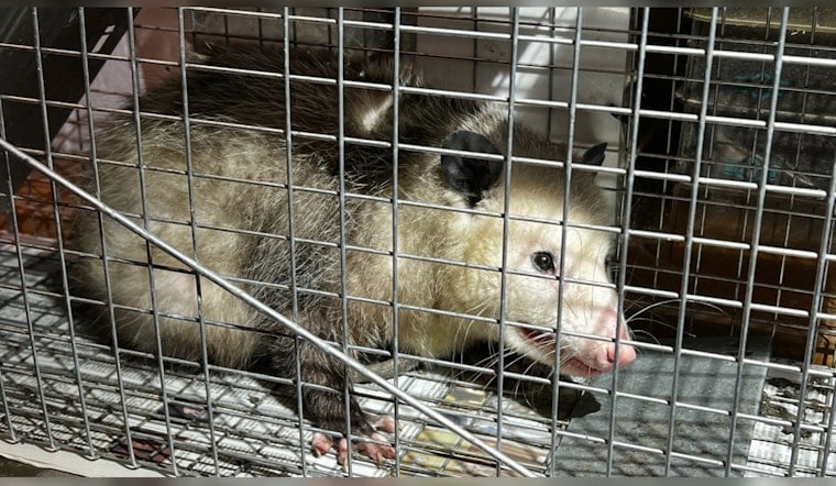 Third Opossum Incident This Year Startles Honolulu's Iwilei Neighborhood