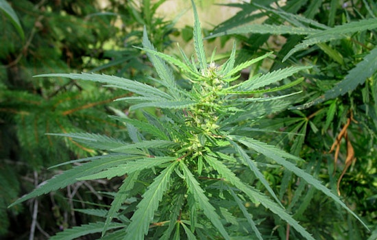 Tucson's "Meaghie Jane" Elevates Cannabis Culture through Upscale Lifestyle Events