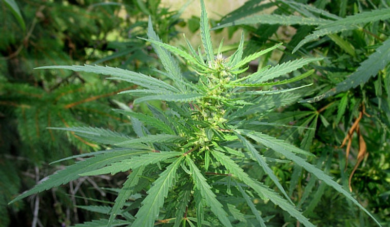 Tucson's "Meaghie Jane" Elevates Cannabis Culture through Upscale Lifestyle Events