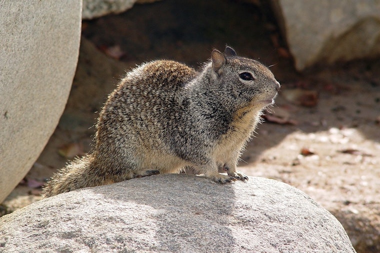UC Davis Study Unveils Carnivorous Squirrels Predating on Voles in Northern California