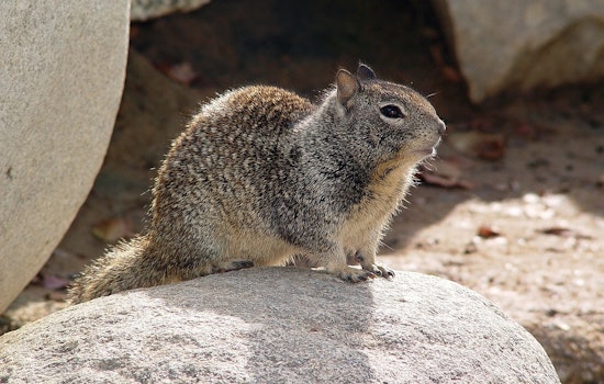 UC Davis Study Unveils Carnivorous Squirrels Predating on Voles in Northern California