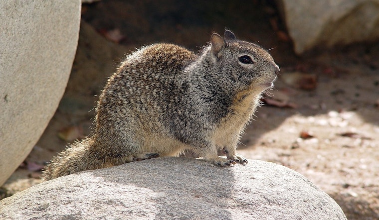 UC Davis Study Unveils Carnivorous Squirrels Predating on Voles in Northern California