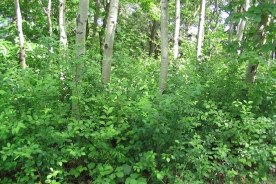 University of Minnesota Research Suggests Native Grasses Could Curb Invasive Buckthorn