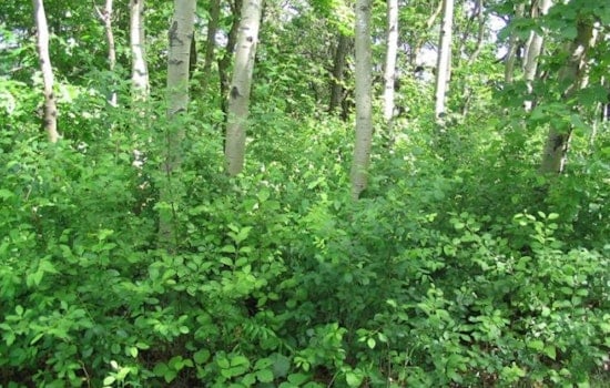 University of Minnesota Research Suggests Native Grasses Could Curb Invasive Buckthorn