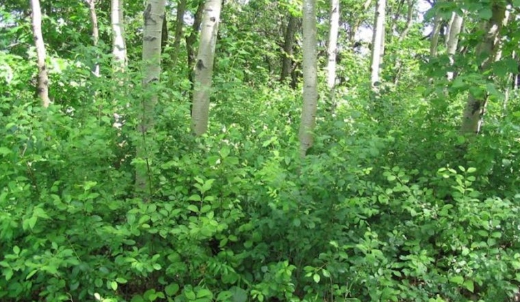 University of Minnesota Research Suggests Native Grasses Could Curb Invasive Buckthorn