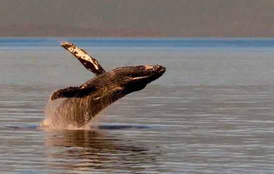 Unprecedented Spike in Humpback Whale Strandings in Massachusetts Prompts Urgent Investigation
