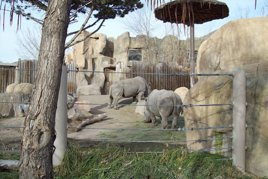 Utah's Hogle Zoo Mourns Loss of Beloved White Rhino George at Age 48