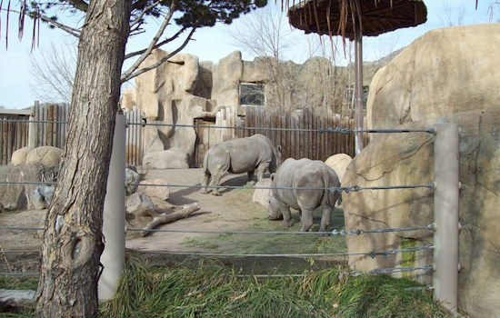 Utah's Hogle Zoo Mourns Loss of Beloved White Rhino George at Age 48