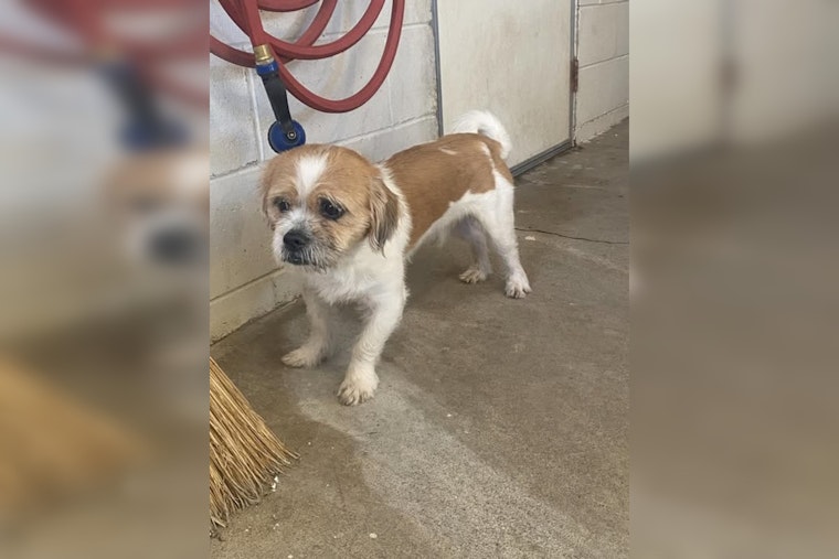 Wabasha Police Seek Owner of Lost Terrier Found Near Gambia and 6th St W