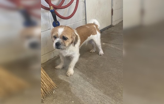 Wabasha Police Seek Owner of Lost Terrier Found Near Gambia and 6th St W