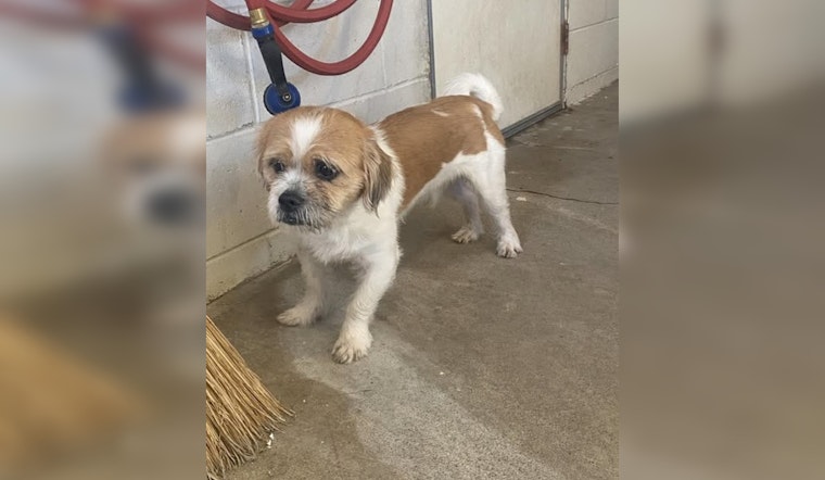 Wabasha Police Seek Owner of Lost Terrier Found Near Gambia and 6th St W